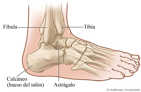 Vista lateral del tobillo