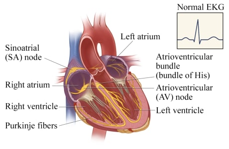 Electrical system of the heart.