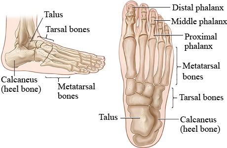 Pictures of the bones of the foot (top view and side view)