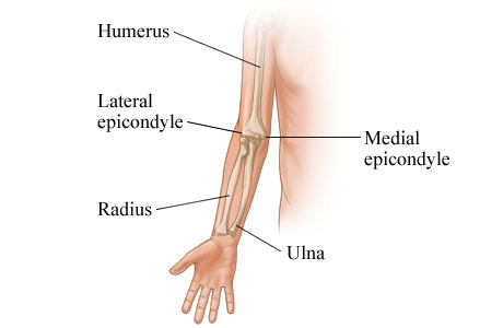 Bones of the arm