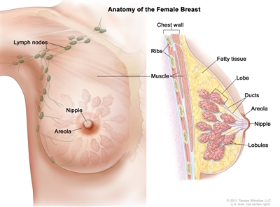 Illustration of the female breast anatomy. On the left, a front view shows lymph nodes inside the breast going from the breast to the armpit. On the right, a cross-section shows the chest wall, ribs, fatty tissue, lobes, ducts, and lobules. Also shown in both panels are the muscle, nipple, and areola.